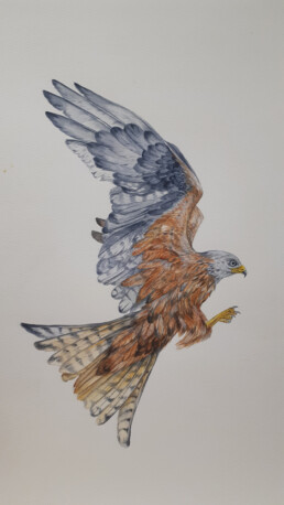 Bird, Irene Barnard, watercolour