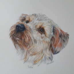 Dog, Irene Barnard, colour pencil